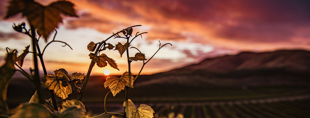 Die Weinwelt im Wandel