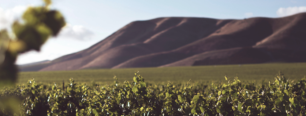 Weinlexikon: Terroir